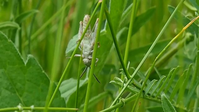 Green grasshopper in the grass - macro. Insect life in the natural wild.