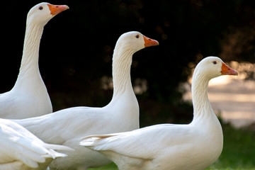 Geese