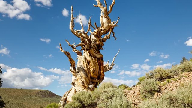Time lapse of the clouds moving behind a Bristlecone Pine Tree, one of the oldest living things on earth.