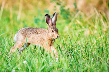 Naklejka na ściany i meble European hare or Lepus europaeus leaps in a meadow