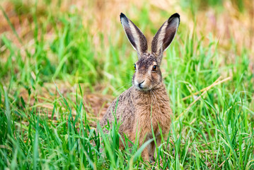 Alert European hare or Lepus europaeus sits in a meadow