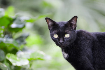 black cats ragged