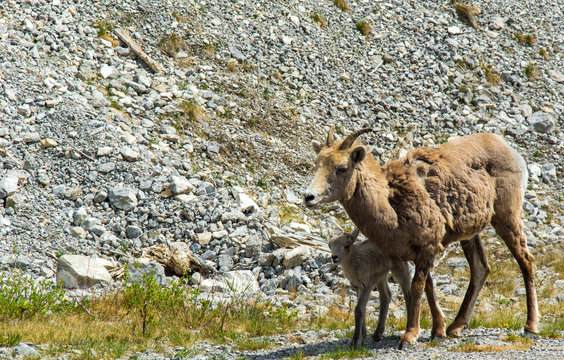 Mother and baby mountain sheep out for a morning stroll in the Rocky Mountains