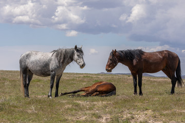Fototapeta premium Wild Horses in Spring in the Utah Desert