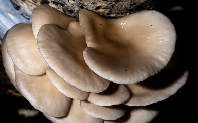 Oyster mushrooms grow on the farm