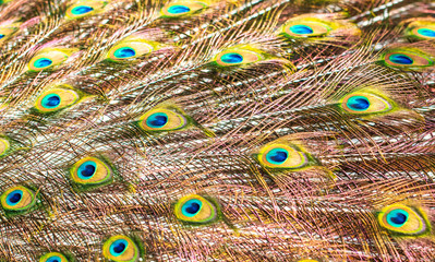Obraz premium Peacock feathers on nature as background