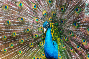 Fototapeta na wymiar Portrait of a peacock in a zoo