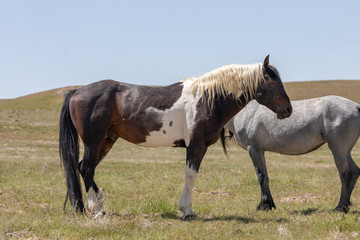Obraz premium Wild Horses in Spring in the Utah Desert