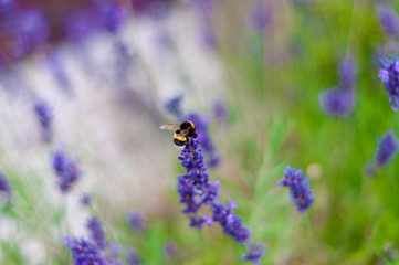 Close-up of a bee in lavender 