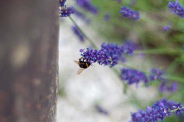 Close-up of a bee in lavender 