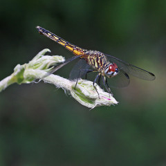 Dragonfly Perched on Green Branch