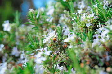 Close shot of plant;Tel Aviv