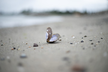 Seashell on a beach