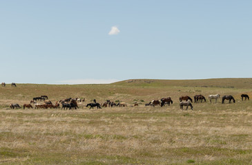 Obraz premium Wild Horses in Spring in the Utah Desert