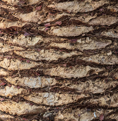 Palm bark as a background in nature