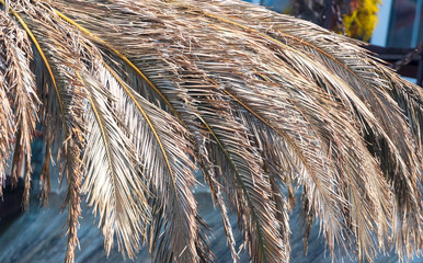 Dry palm branches on the roof
