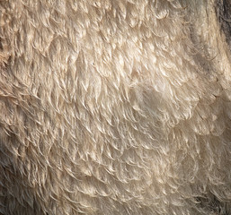 Fur on sheep's clothing as a background