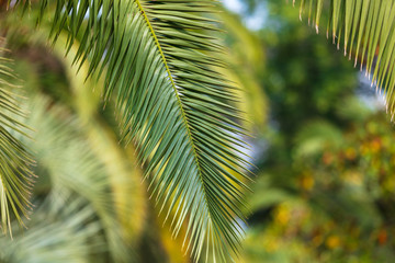 Fototapeta premium Evergreen palm branches in the subtropics