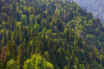 Coniferous forests on the slopes of the Caucasus Mountains