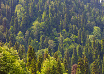 Obraz premium Coniferous forests on the slopes of the Caucasus Mountains