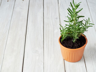Rosemary planted in pots on a white wooden table.
