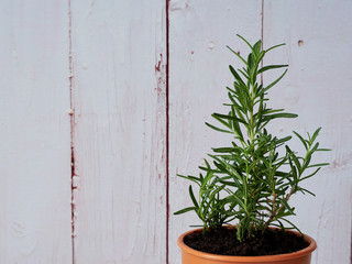 Rosemary planted in pots on a white wooden table.