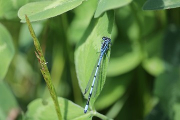 Enallagma cyathigerum