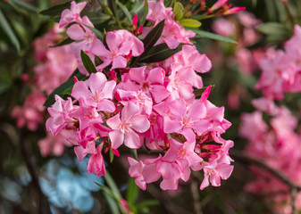 Red flowers on a tree in a subtropical park