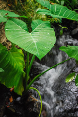 large green leaf in front of waterfall