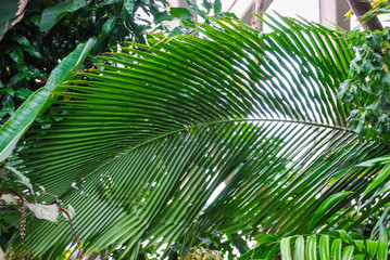 Obraz na płótnie Canvas green leaf of palm tree