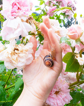 bella mano con lumaca, crema alla bava di lumaca, bellezza e benessere