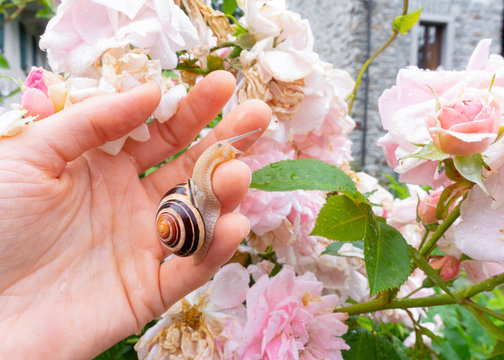 lumaca sulla mano, benessere, crema alla bava di lumaca
