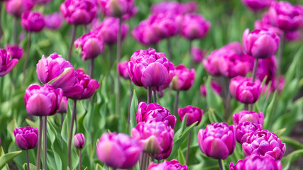 Decorative roses grow in the soil in nature