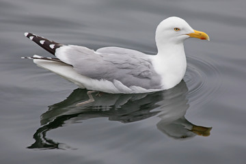Möwe schwimmend
