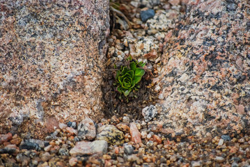 green succulent plant in rocks