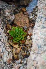 green succulent plant in rocks