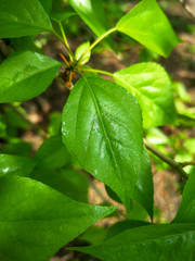 Green leaves on a tree in spring