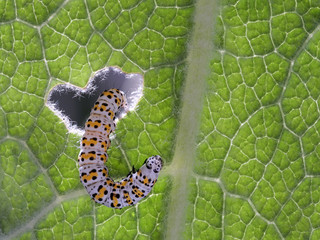 Eine Raupe vom Schmetterling krabbelt durch ein Loch im Blatt, Königskerzen-Mönch, Cucullia verbasci © Holger T.K.