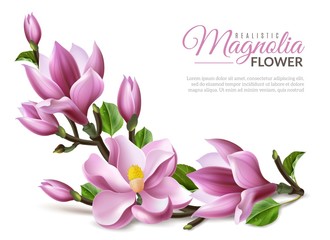 realistic magnolia illustration © Vectorcreator