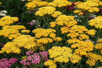 Schafgarbe © Eberhard Spaeth