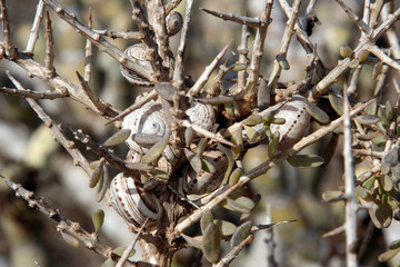 close up of snails in a thorn bush