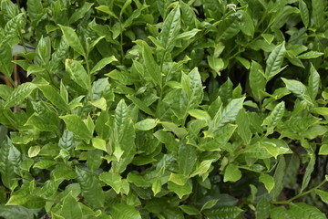 background of green leaves