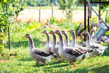 Several domestic geese walking in backyard