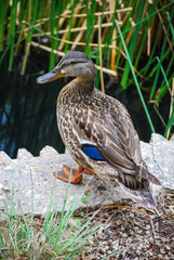 wild duck