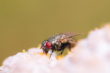Fly on a white flower in summer