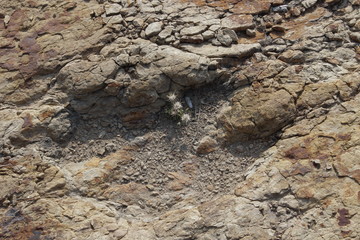 Huella de dinosaurio