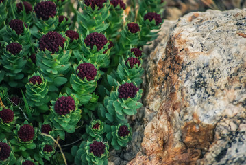 succulent flowers next to rock