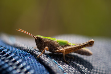 Green grasshopper on fabric