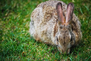 rabbit in grass