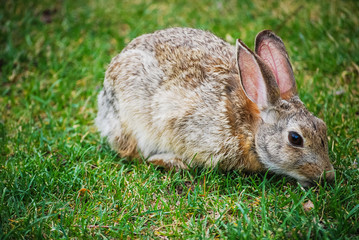 rabbit in grass